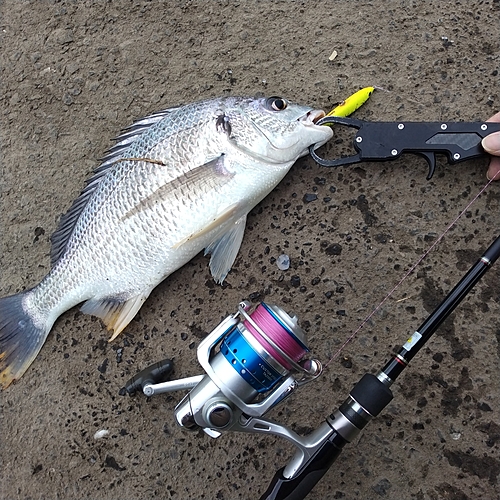 キチヌの釣果