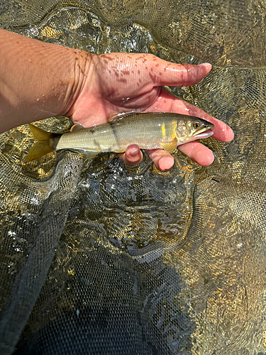 アユの釣果