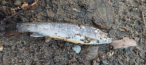 イワナの釣果