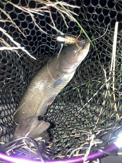 ナマズの釣果