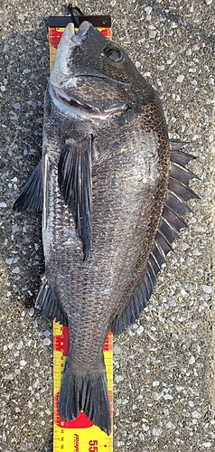 クロダイの釣果