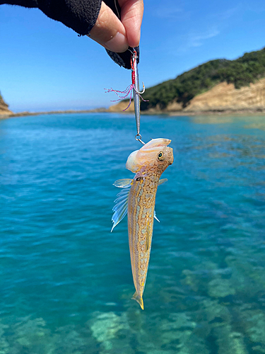 エソの釣果