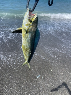 シイラの釣果