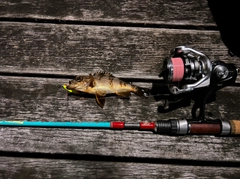 アカメバルの釣果