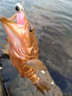 キジハタの釣果