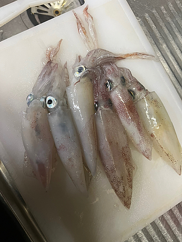 ケンサキイカの釣果