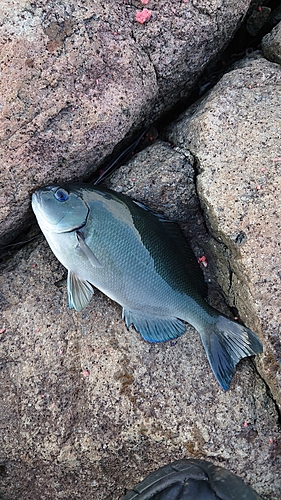 グレの釣果