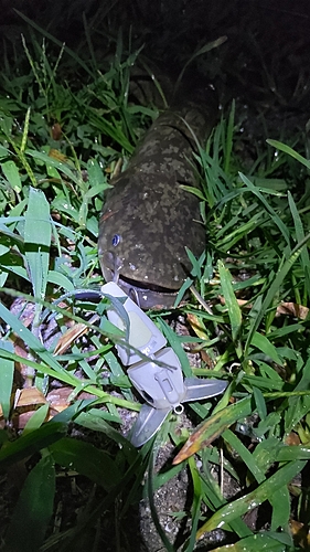 マナマズの釣果