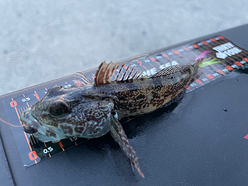 アナハゼの釣果