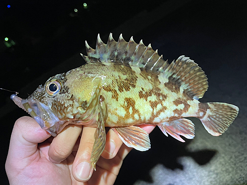 カサゴの釣果