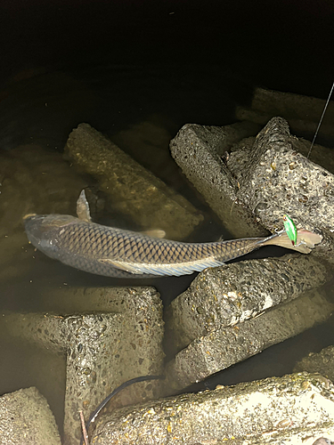 コイの釣果