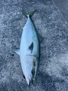 ブリの釣果