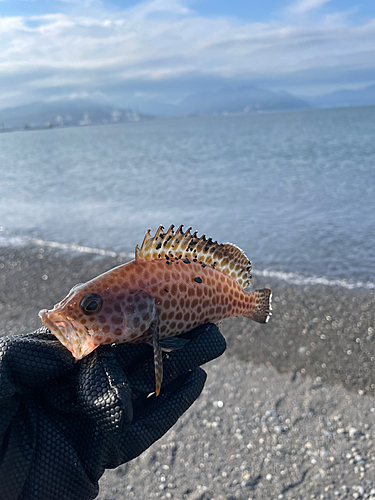 オオモンハタの釣果