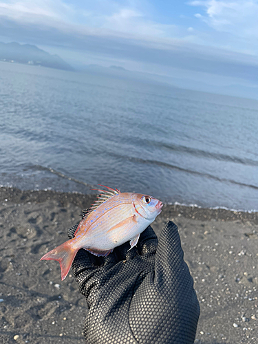 チダイの釣果