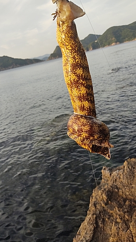 ウツボの釣果