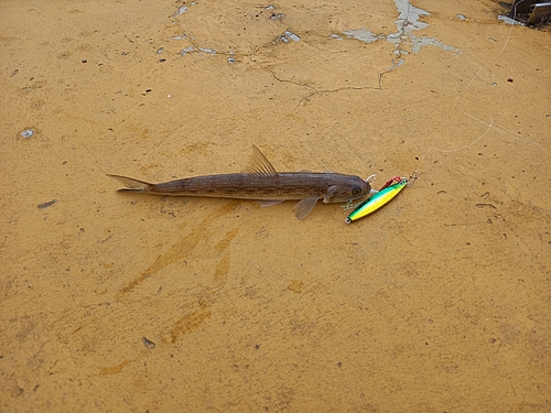 エソの釣果