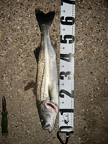 スズキの釣果