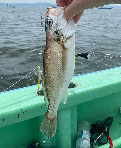 イシモチの釣果