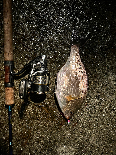 ウミタナゴの釣果