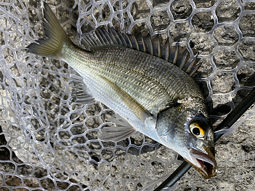 ミナミクロダイの釣果