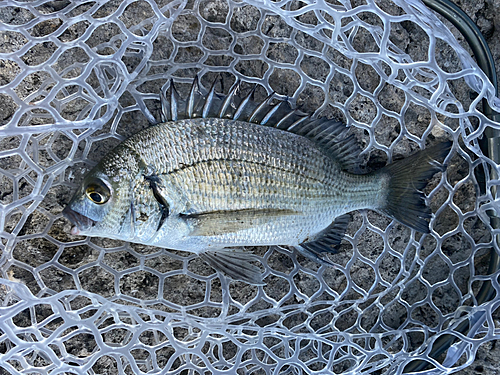 ミナミクロダイの釣果