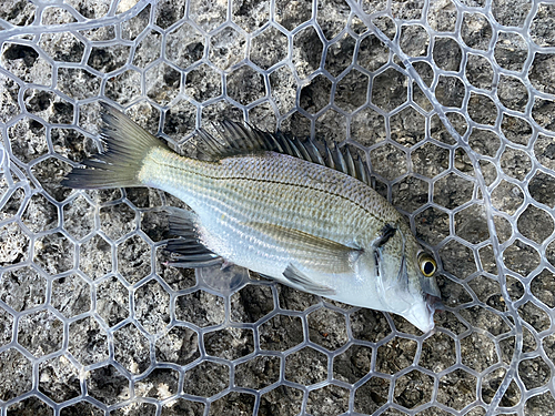 ミナミクロダイの釣果