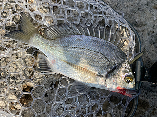 ミナミクロダイの釣果