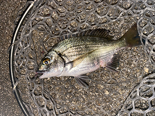 ミナミクロダイの釣果