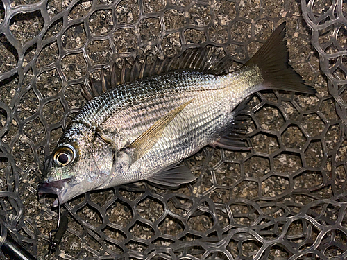 ミナミクロダイの釣果