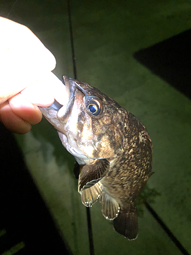 クロソイの釣果