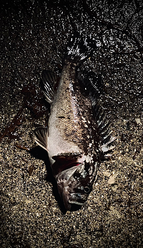 クロソイの釣果