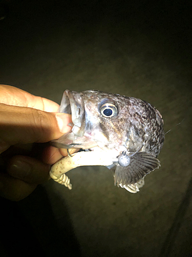 クロソイの釣果