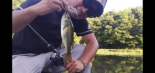 ブラックバスの釣果