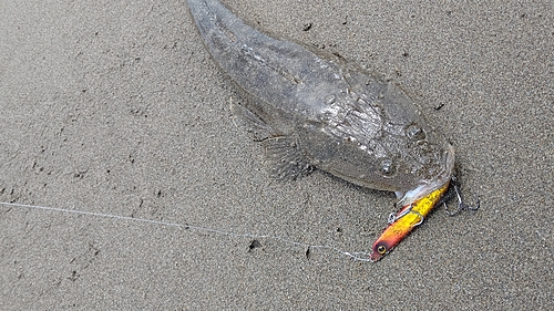 マゴチの釣果