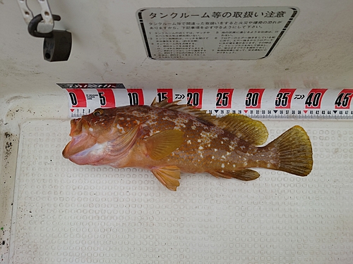 キジハタの釣果