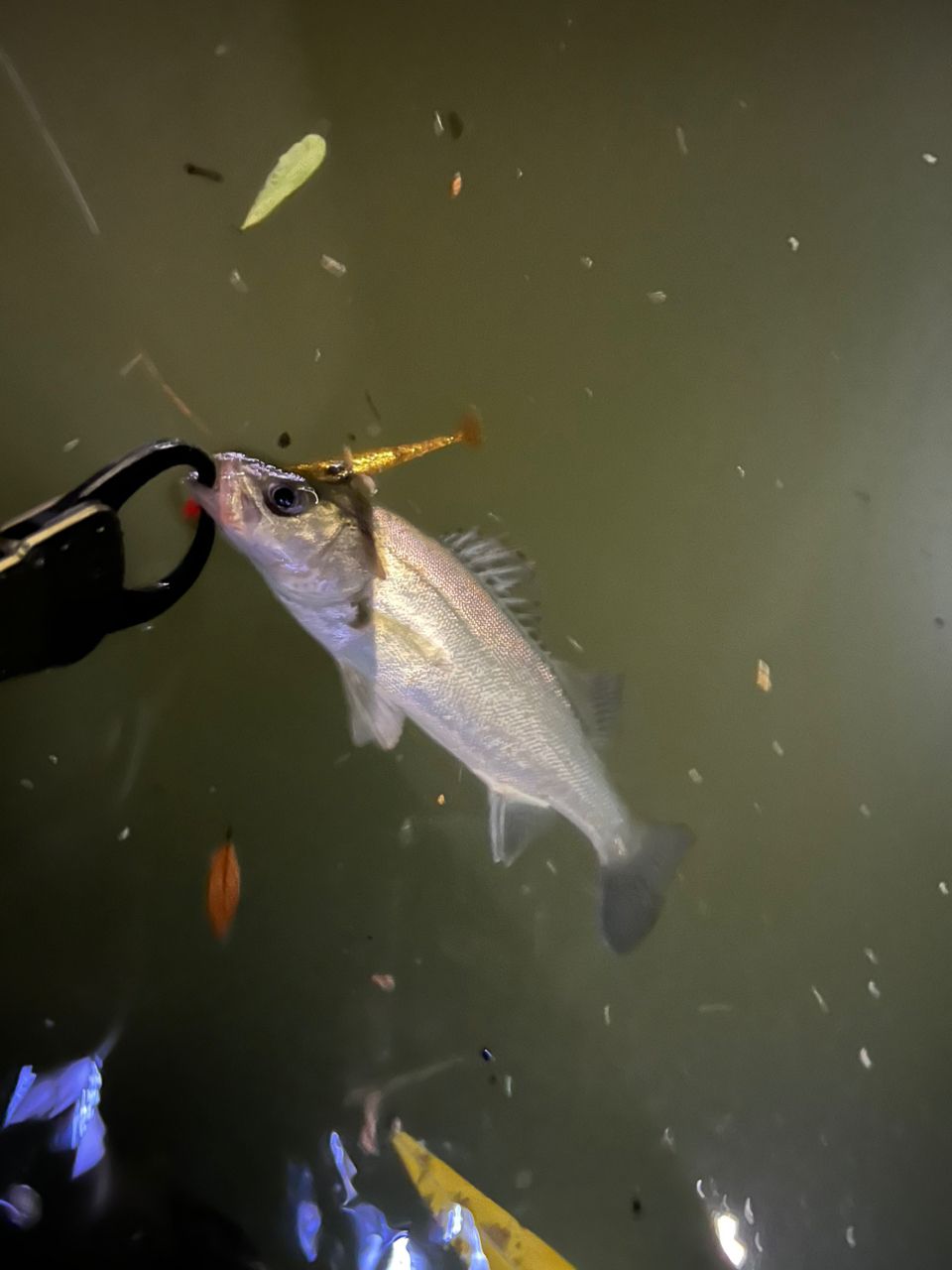 セイゴ（マルスズキ）