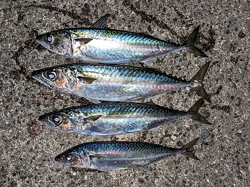 サバの釣果