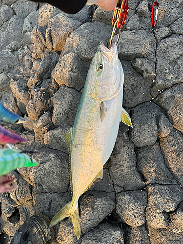 ヤズの釣果