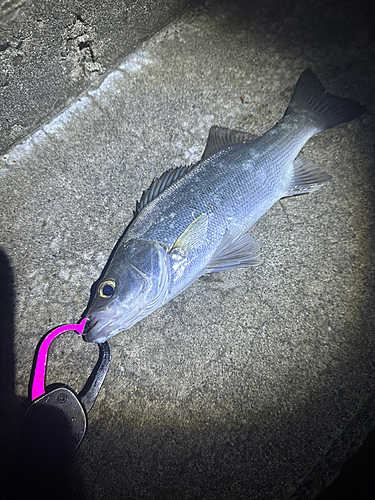 セイゴ（ヒラスズキ）の釣果