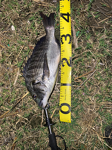 クロダイの釣果