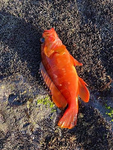 アカハタの釣果