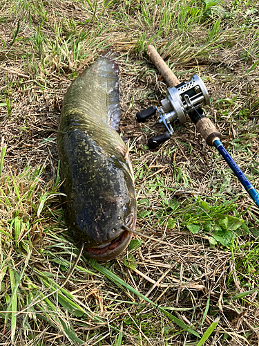 ナマズの釣果