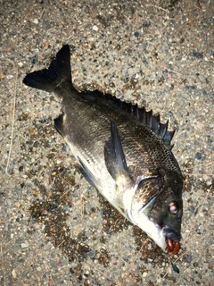 クロダイの釣果