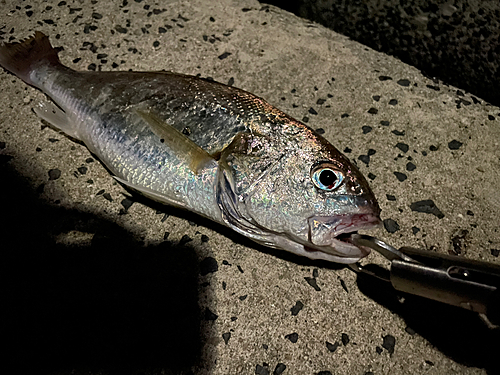 イシモチの釣果