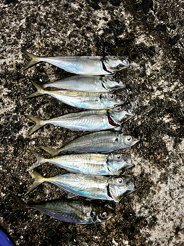 アジの釣果