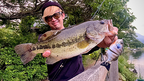 ブラックバスの釣果