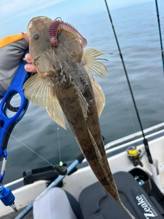 マゴチの釣果