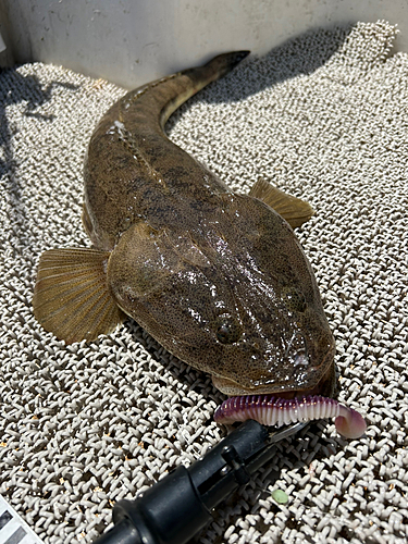 マゴチの釣果