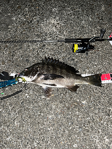 クロダイの釣果