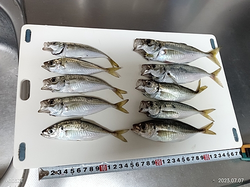 アジの釣果